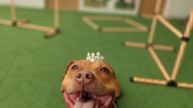 Pet Image